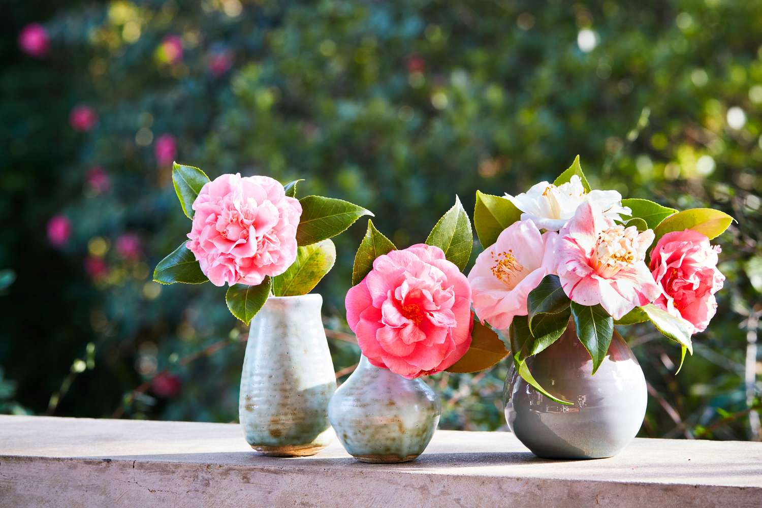 Foxtail Plant Shop -Foxtail Plant Shop 27134 EudoraWeltyCamellias2022 0112 482 a0a4d4db1f3b45d7b0bbf9544a2d7fcb