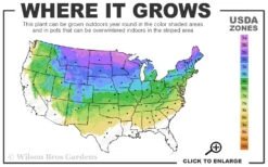 Phantom Hydrangea (Single Trunk Tree Form) - 7 Gallon Pot -Foxtail Plant Shop 3a 8a