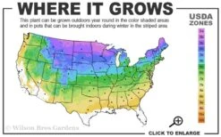 Flare Hydrangea - 3 Gallon Pot -Foxtail Plant Shop 3a 8b 9