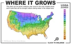 Limelight PeeGee Hydrangea - 2.5 Gallon Pot -Foxtail Plant Shop 3a 9b 18