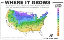 Vanilla Strawberry Hydrangea - 7 Gallon Pot -Foxtail Plant Shop 4a 8b 2