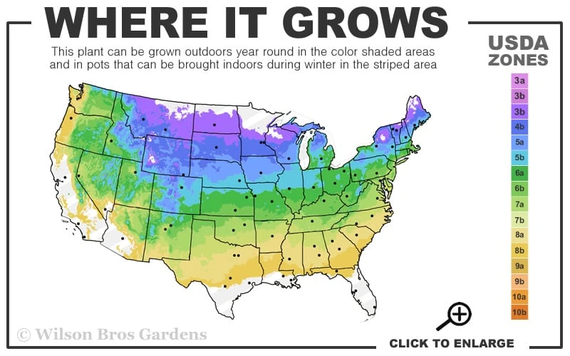 Ribbon Candy Swamp Azalea (Rhododendron Viscosum) - 2 Gallon Pot 3 Ribbon Candy Swamp Azalea (Rhododendron Viscosum) - 2 Gallon Pot - Image 3