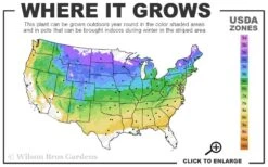 Ribbon Candy Swamp Azalea (Rhododendron Viscosum) - 1 Gallon Pot 8 Ribbon Candy Swamp Azalea (Rhododendron Viscosum) - 1 Gallon Pot -Foxtail Plant Shop 4a 8b 9