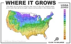 Korean Dwarf Boxwood - Buxus Sinica Var. Insularis 'Nana' - 1 Gallon Pot 8 Korean Dwarf Boxwood - Buxus Sinica Var. Insularis 'Nana' - 1 Gallon Pot -Foxtail Plant Shop 4a 9b 9