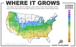 Garden Rainbow Tricolor Azalea (Rhododendron) - 6 Pack Of 1 Gallon Pots -Foxtail Plant Shop 5a 8b 18