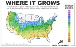 Nancy Of Robin Hill Azalea - 2 Gallon Pot 7 Nancy Of Robin Hill Azalea - 2 Gallon Pot -Foxtail Plant Shop 5a 8b 21