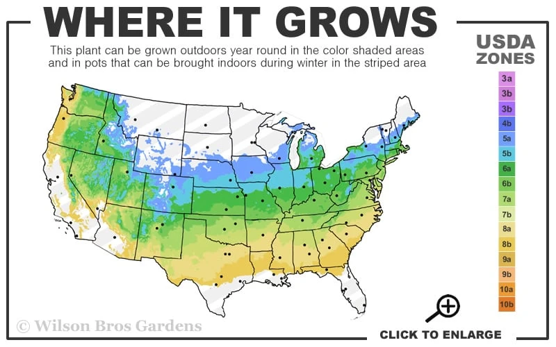 Dwarf English Boxwood Two-Ball Poodle Tier Topiary - 3 Gallon Pot 3 Dwarf English Boxwood Two-Ball Poodle Tier Topiary - 3 Gallon Pot - Image 3