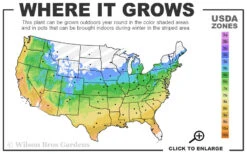 Charm Red Hydrangea - 1 Gallon -Foxtail Plant Shop 5a 9b 81