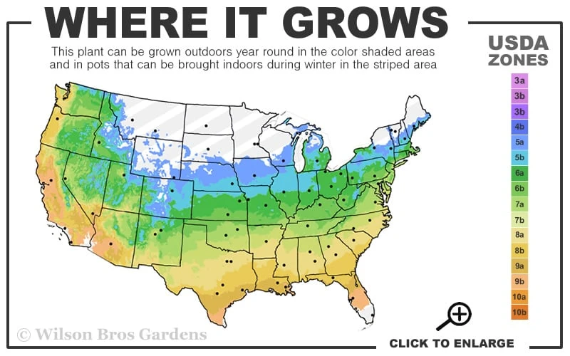 Snow Queen Oakleaf Hydrangea - 2 Gallon Pot 3 Snow Queen Oakleaf Hydrangea - 2 Gallon Pot - Image 3
