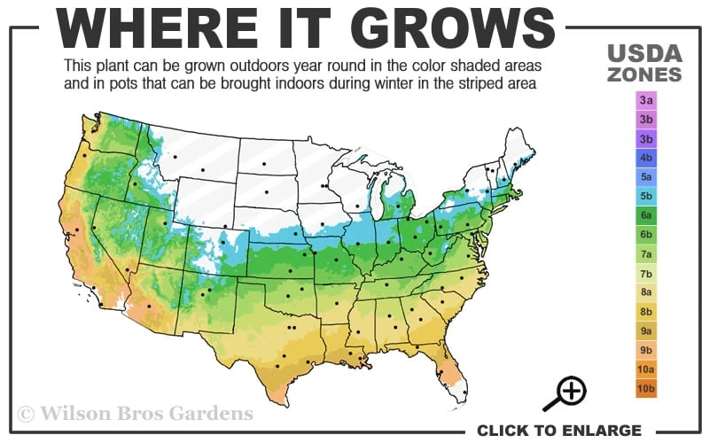 Graham Blandy Columnar Boxwood - 1 Gallon Pot 3 Graham Blandy Columnar Boxwood - 1 Gallon Pot - Image 3