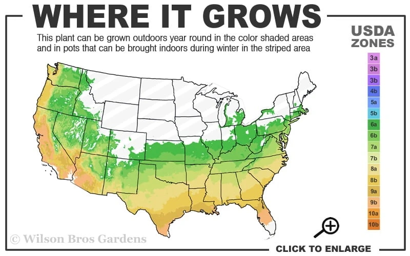 Autumn Starburst Encore Azalea - 1 Gallon Pot 3 Autumn Starburst Encore Azalea - 1 Gallon Pot - Image 3