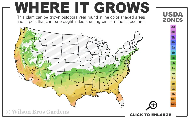 Autumn Embers Encore Azalea - 3 Gallon Pot 3 Autumn Embers Encore Azalea - 3 Gallon Pot - Image 3