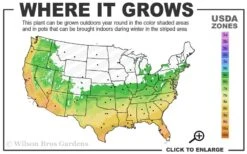 Winter's Snowman Camellia Hybrid - 5 Gallon Pot -Foxtail Plant Shop 6a 10a 3
