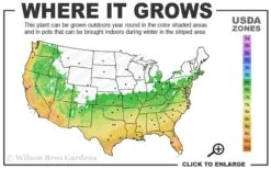 Summer Snow Gardenia - 3 Gallon Pot -Foxtail Plant Shop 6a 10a 5