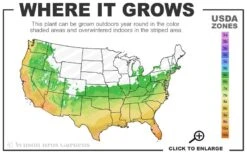 Crown Jewel Gardenia - 1 Gallon Pot 10 Crown Jewel Gardenia - 1 Gallon Pot -Foxtail Plant Shop 6a 10b 12