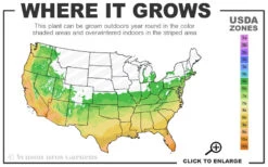 April Remembered Cold Hardy Pink Camellia Japonica - 7 Gallon Pot -Foxtail Plant Shop 6a 10b 5