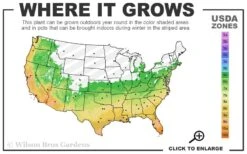 Powdery Alligator Flag (Thalia Dealbata) - 3 Gallon Pot -Foxtail Plant Shop 6a 11