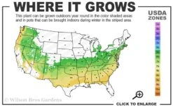 Justin Brouwers Dwarf Boxwood - 6 Pack Of 1 Gallon Pots -Foxtail Plant Shop 6a 8b 1