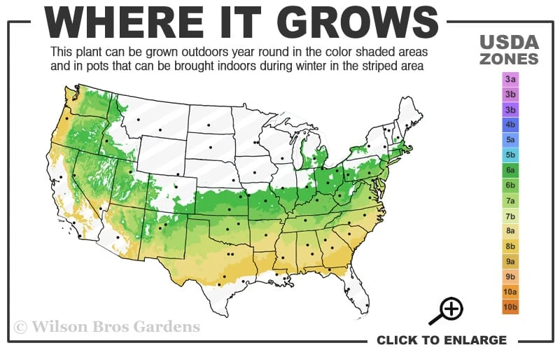 Dee Runk Columnar Boxwood - 2 Gallon Pot 3 Dee Runk Columnar Boxwood - 2 Gallon Pot - Image 3