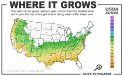 Sir Robert Dwarf Azalea - 3 Gallon Pot 8 Sir Robert Dwarf Azalea - 3 Gallon Pot -Foxtail Plant Shop 6a 9a