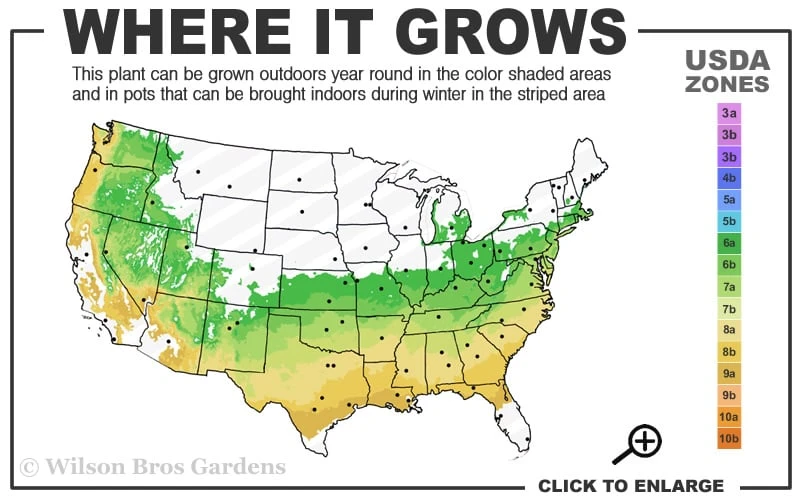 Sir Robert Dwarf Azalea - 1 Gallon Pot 3 Sir Robert Dwarf Azalea - 1 Gallon Pot - Image 3