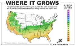 Red Pepper Aromi Azalea (Rhododendron Hybrid) - 1 Gallon Pot -Foxtail Plant Shop 6a 9b 65