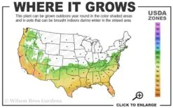 Arctic Dawn Cold Hardy Pink Camellia Hybrid - 3 Gallon Pot -Foxtail Plant Shop 6b 10a 1