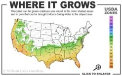 Blood Of China Fragrant Red Camellia Japonica - 3 Gallon Pot 6 Blood Of China Fragrant Red Camellia Japonica - 3 Gallon Pot -Foxtail Plant Shop 6b 10b 1