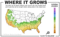 Blood Of China Fragrant Red Camellia Japonica - 7 Gallon Pot 6 Blood Of China Fragrant Red Camellia Japonica - 7 Gallon Pot -Foxtail Plant Shop 6b 10b 3