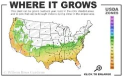 Temple Alexandra Aromi Evergreen Azalea - 1 Gallon Pot -Foxtail Plant Shop 6b 9b 56