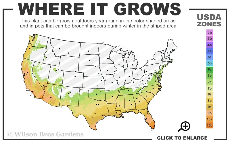 Leslie Ann Camellia Sasanqua - 6 Pack Of 1 Gallon Pots 3 Leslie Ann Camellia Sasanqua - 6 Pack Of 1 Gallon Pots - Image 3