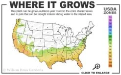 Pink Snow Camellia Sasanqua - 7 Gallon Pot (3-4') -Foxtail Plant Shop 7a 10a 1