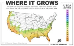 Fifth Avenue White Camellia Japonica - 3 Gallon Pot -Foxtail Plant Shop 7a 10b 102