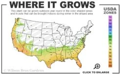 Buttons Gardenia - 1 Gallon Pot -Foxtail Plant Shop 7a 10b 135