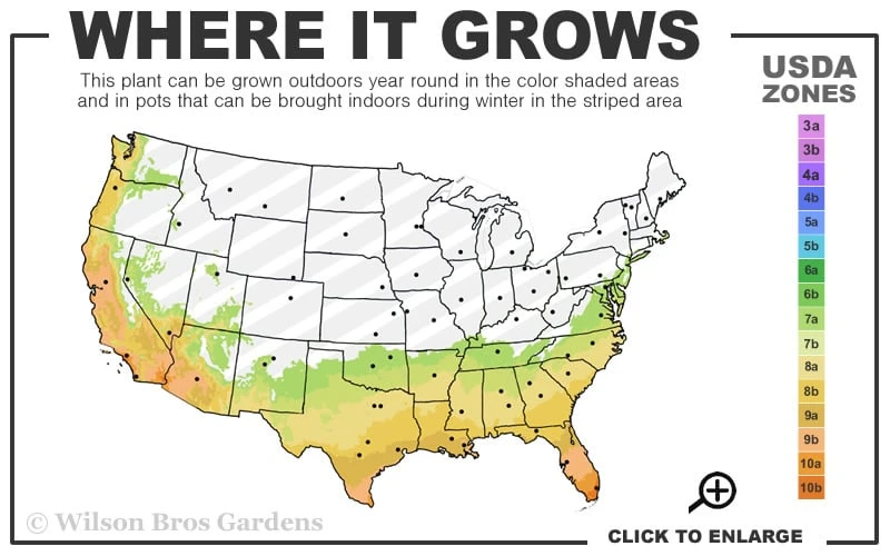 Snow Puff Hardy Gardenia - 1 Gallon Pot 3 Snow Puff Hardy Gardenia - 1 Gallon Pot - Image 3