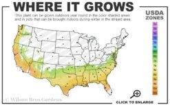 Royal Velvet Red Camellia Japonica - 3 Gallon Pot -Foxtail Plant Shop 7a 9b 10