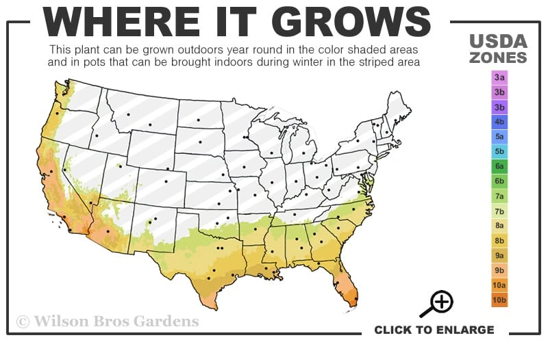 Pink Formosa Azalea - 3 Gallon Pot 3 Pink Formosa Azalea - 3 Gallon Pot - Image 3
