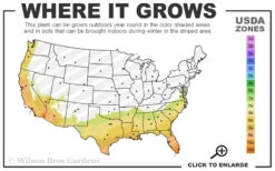 Red Formosa Azalea - 3 Gallon Pot -Foxtail Plant Shop 7b 10b 32