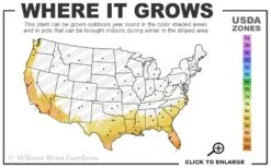 Variegated Creeping Dwarf Gardenia - 3 Gallon Pot 6 Variegated Creeping Dwarf Gardenia - 3 Gallon Pot -Foxtail Plant Shop 8a 11 10