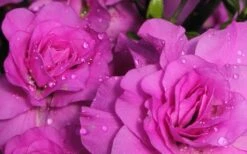 Amelia Rose Azalea - 1 Gallon Pot -Foxtail Plant Shop Azalea Amelia Rose 1 1