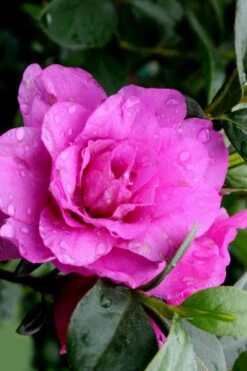 Amelia Rose Azalea - 3 Gallon Pot -Foxtail Plant Shop Azalea Amelia Rose 3