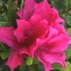 Brilliant Southern Indica Azalea - 1 Gallon Pot -Foxtail Plant Shop Azalea Brilliant 6