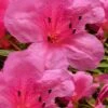 Chinzan Dwarf Azalea - 6 Pack Of 1 Gallon Pots -Foxtail Plant Shop Azalea Chinzan 21 2