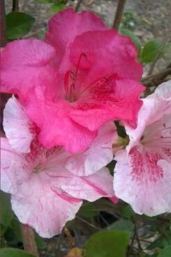 Conversation Piece Azalea - 1 Gallon Pot -Foxtail Plant Shop Azalea Conversation Piece 10