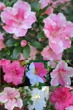 Conversation Piece Azalea - 1 Gallon Pot -Foxtail Plant Shop Azalea Conversation Piece 2 500x750 1