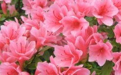 Coral Bells Azalea - 2 Gallon Pot -Foxtail Plant Shop Azalea Coral Bells 1