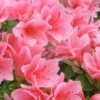 Coral Bells Azalea - 1 Gallon Pot -Foxtail Plant Shop Azalea Coral Bells 1 500x750 1