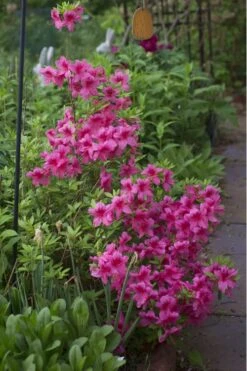 Orchid Showers Deja Bloom Azalea - 1 Gallon Pot -Foxtail Plant Shop Azalea Deja Bloom Orchid Showers 5