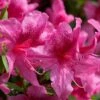 Orchid Showers Deja Bloom Azalea - 1 Gallon Pot -Foxtail Plant Shop Azalea Deja Bloom Orchid Showers 6