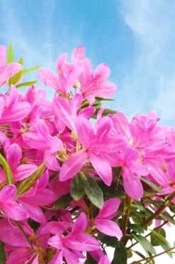 Pink Ribbons Deja Bloom Azalea - 1 Gallon Pot 7 Pink Ribbons Deja Bloom Azalea - 1 Gallon Pot -Foxtail Plant Shop Azalea Deja Bloom Pink Ribbons 4